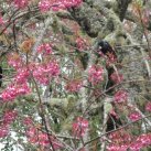 Cherry and tui. Sept. 2017- Cambridge Tree Trust